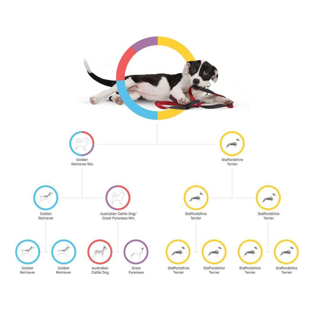 Dog DNA Test and Breed Identification Kit