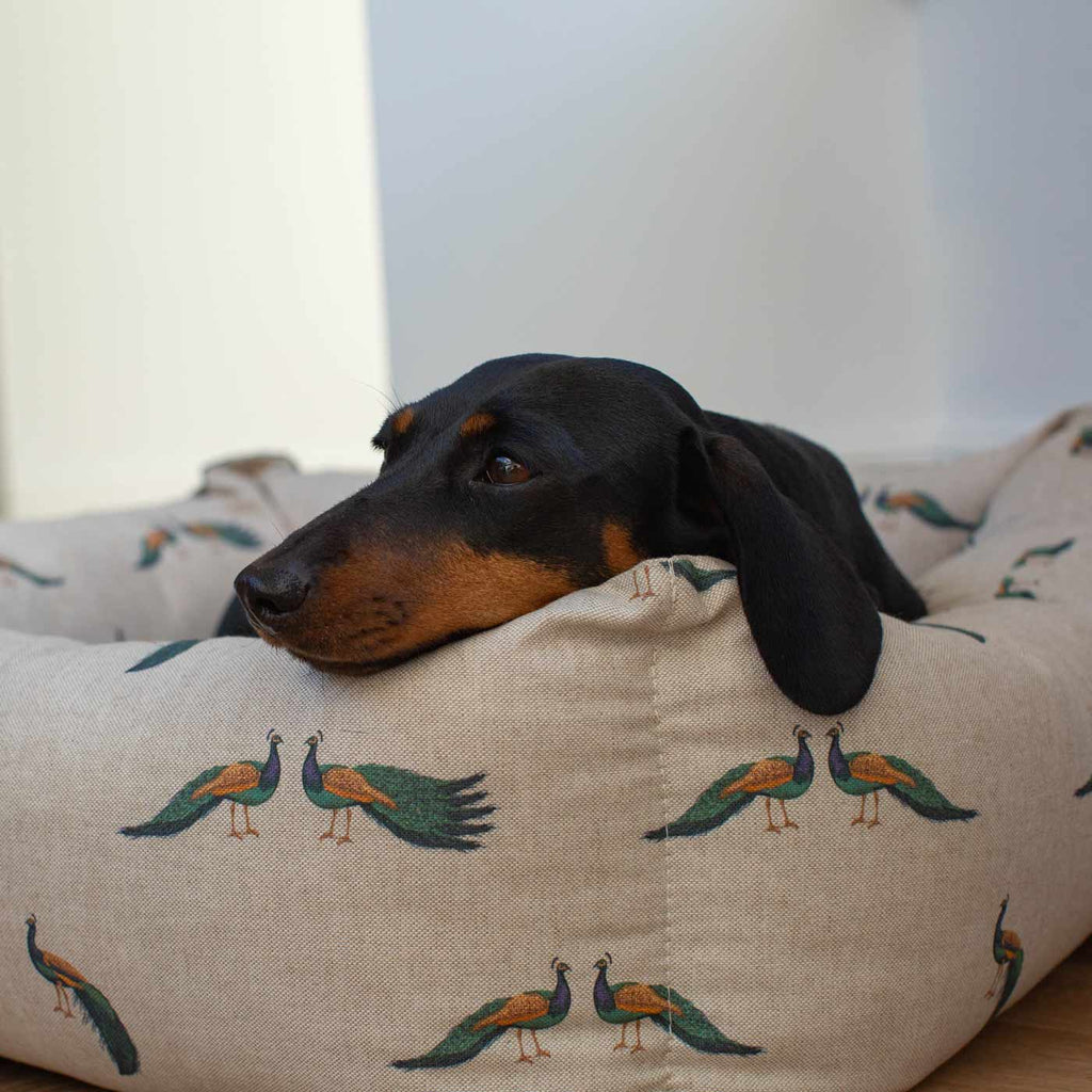 Box Bed For Dogs in Woodlands
