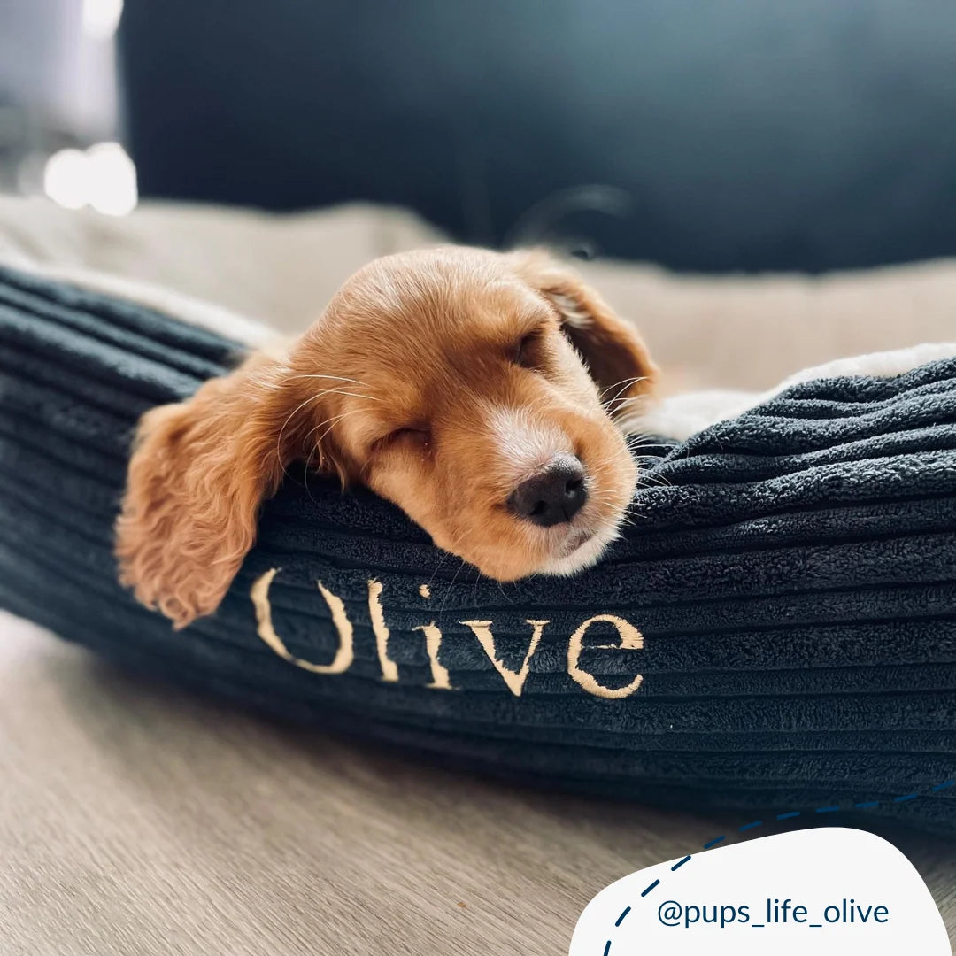 Box Bed For Dogs in Essentials Plush
