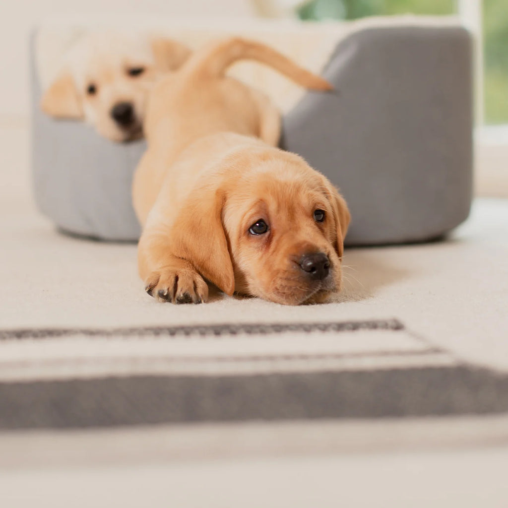 Grow With Me Puppy Bed in Grey