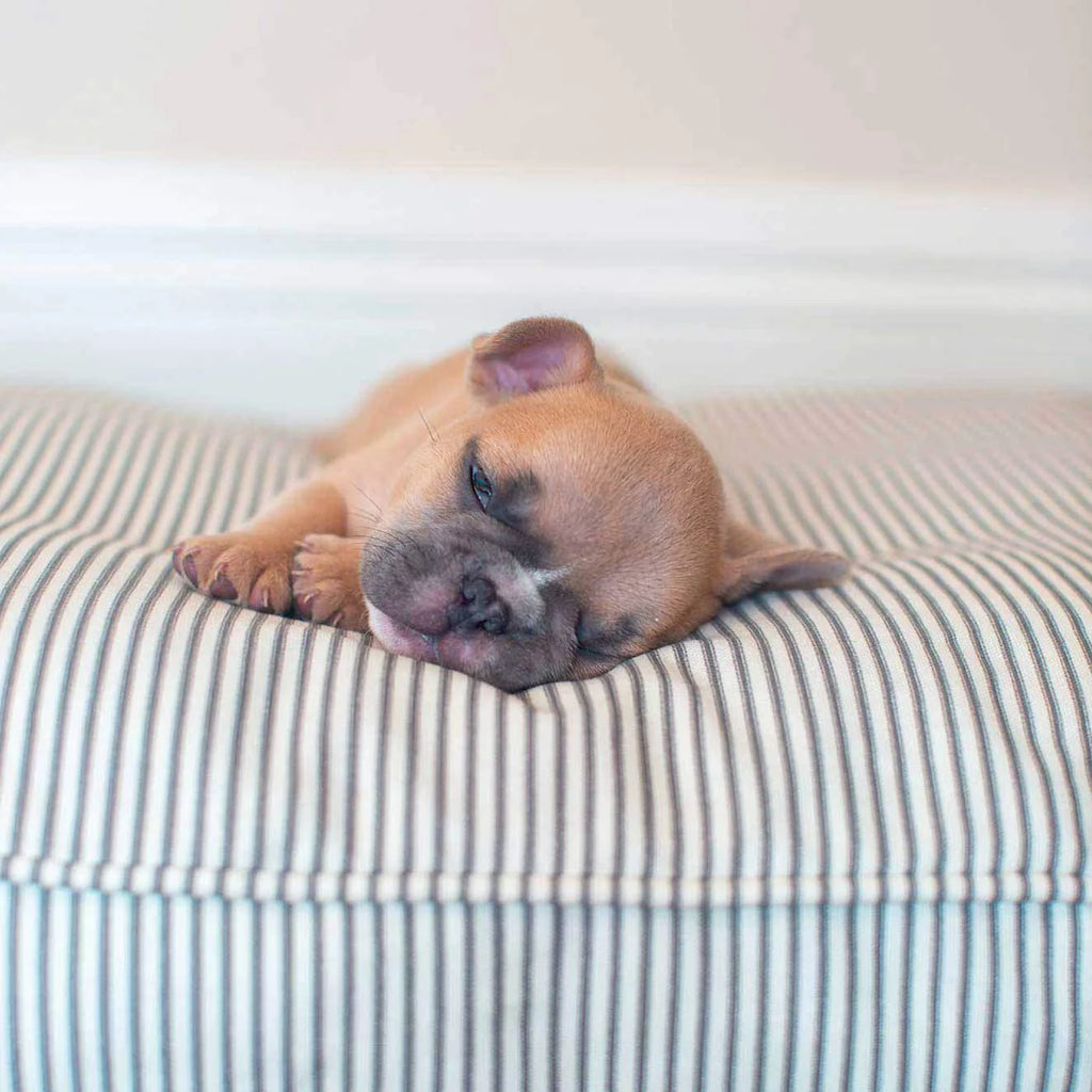 Dog Cushion in Regency Stripe