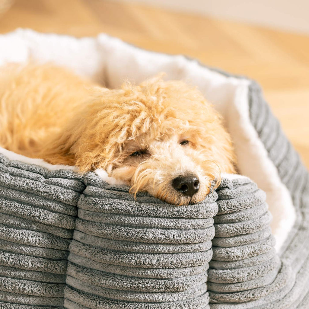 High Wall Bed For Dogs in Essentials Plush