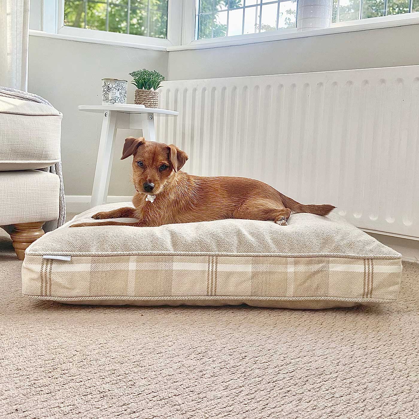 Dog Cushion in Balmoral Natural Tweed