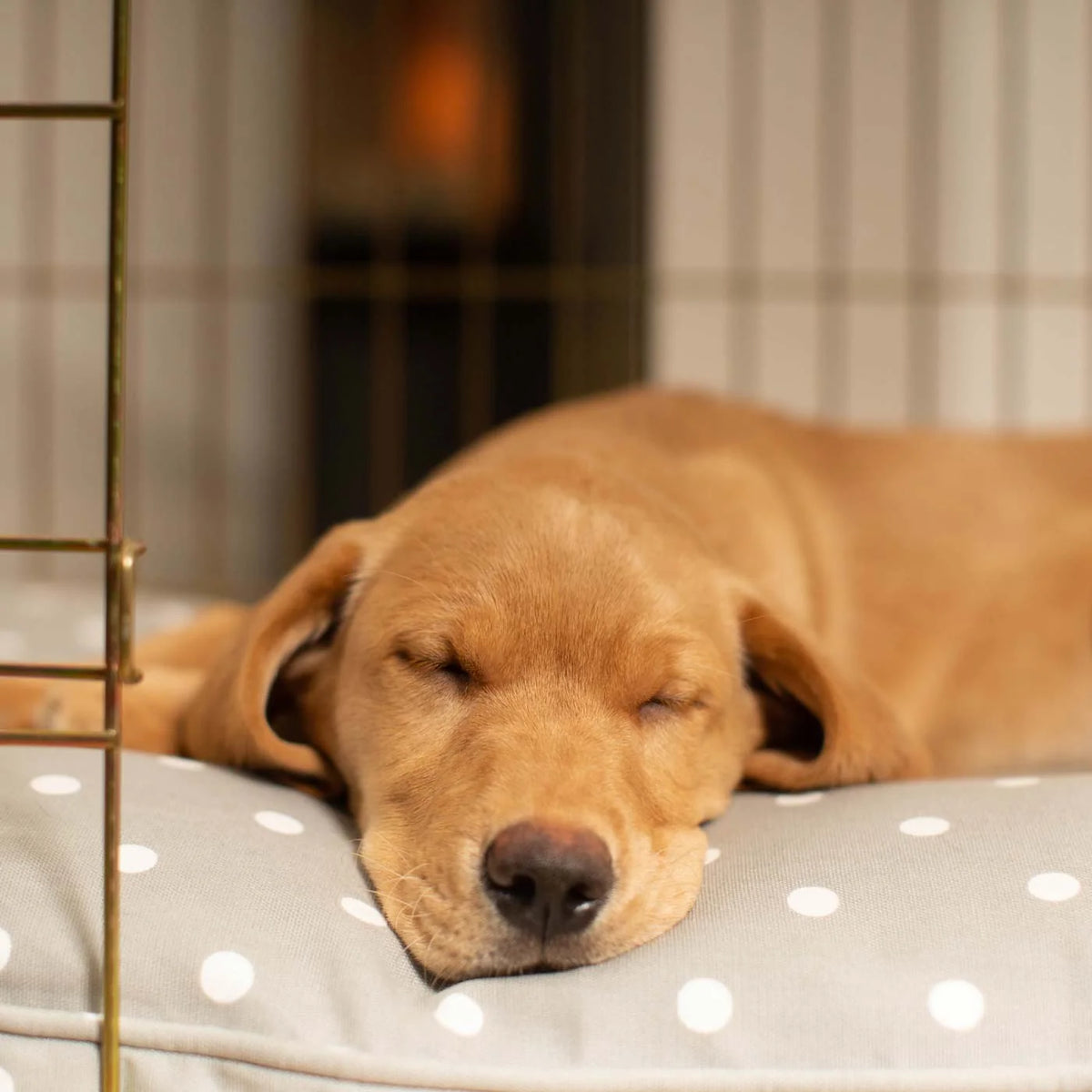 Dog Cushion in Grey Spot