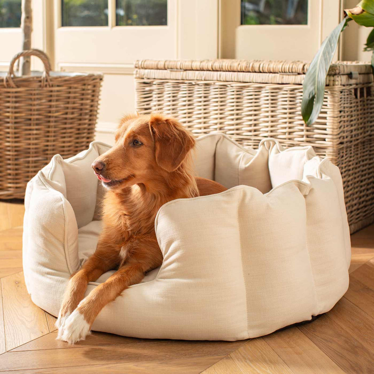 High Wall Bed For Dogs in Savanna