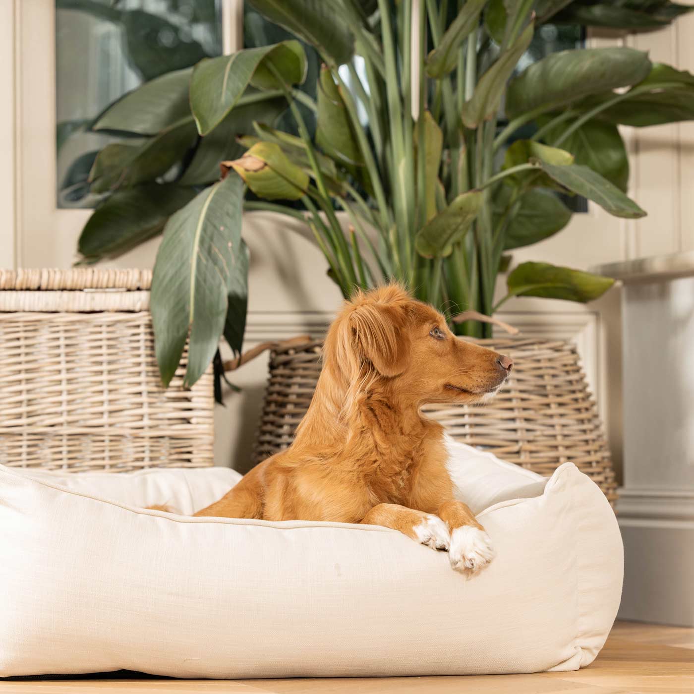 Box Bed For Dogs in Savanna