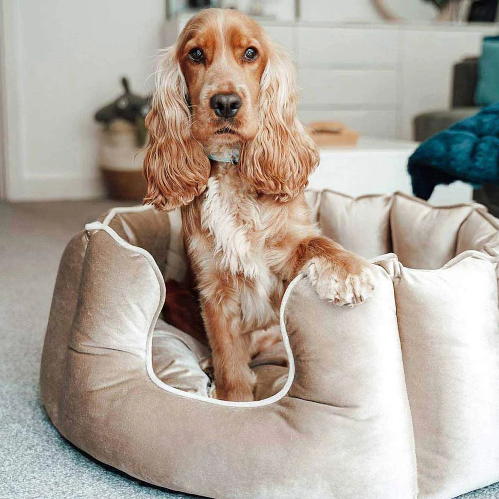 High Wall Bed For Dogs in Velvet