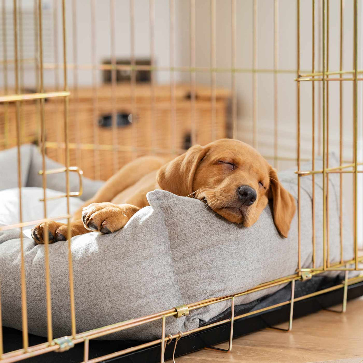 Cozy & Calming Puppy Cage Bed In Inchmurrin Ground
