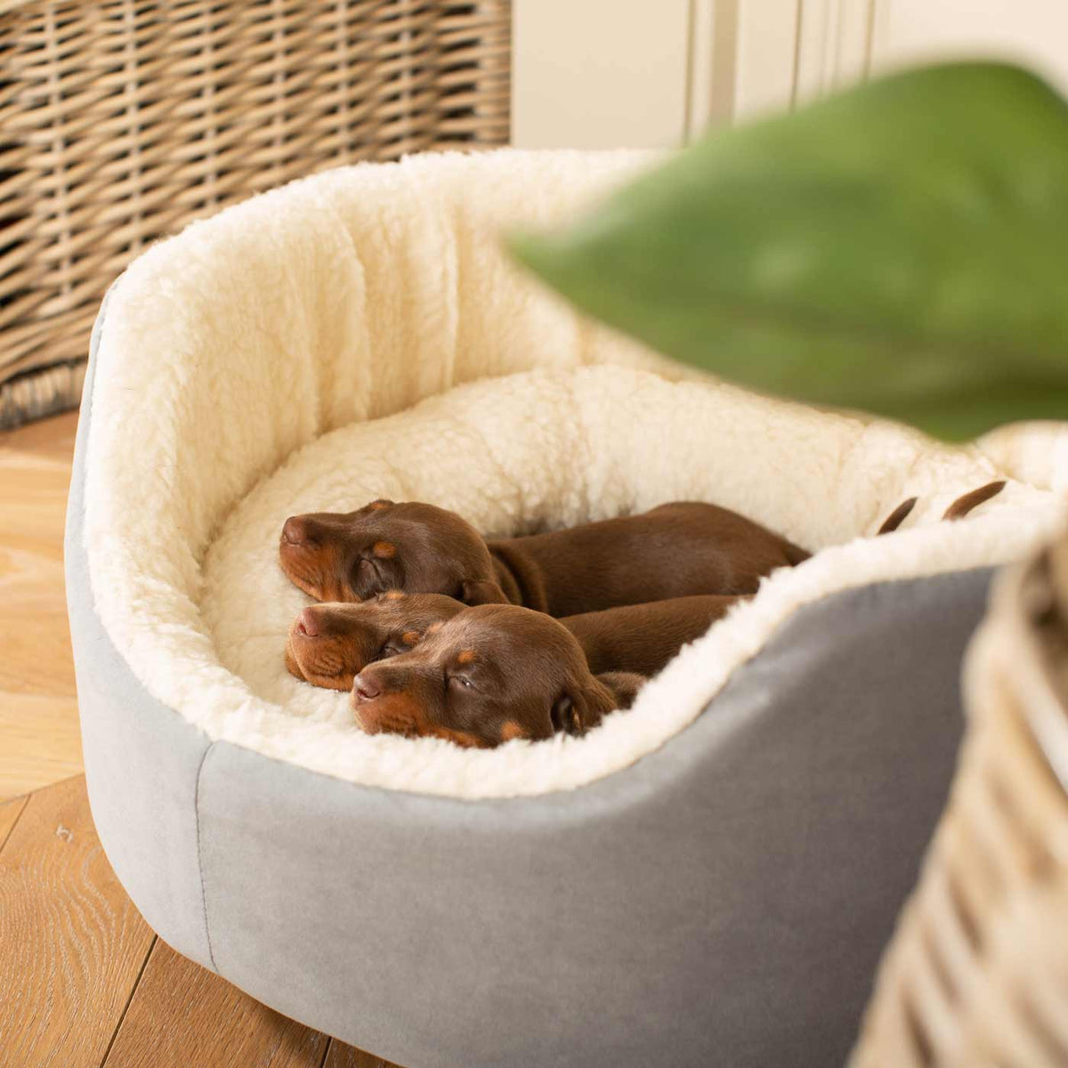 Grow With Me Puppy Bed in Grey