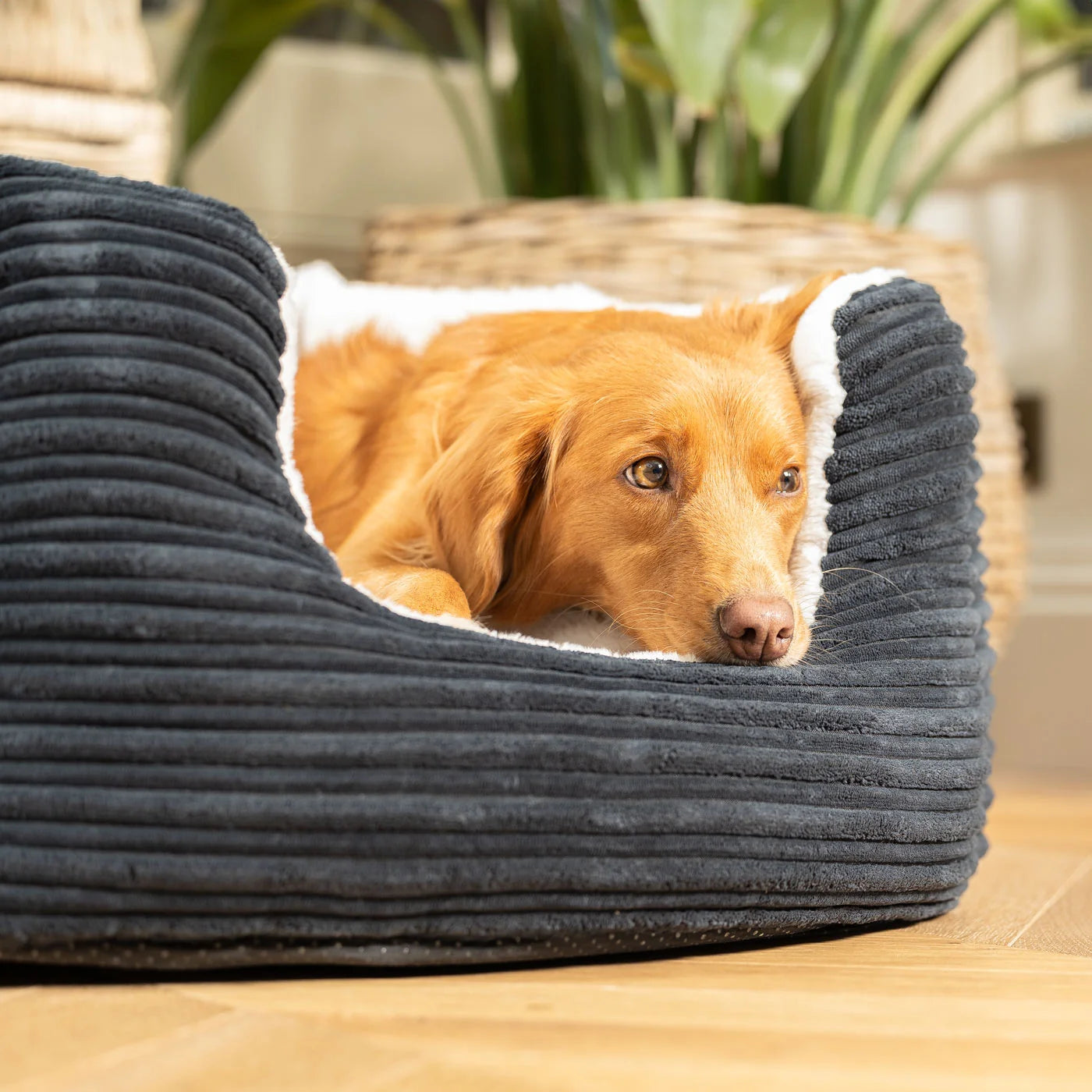 High Wall Bed For Dogs in Essentials Plush