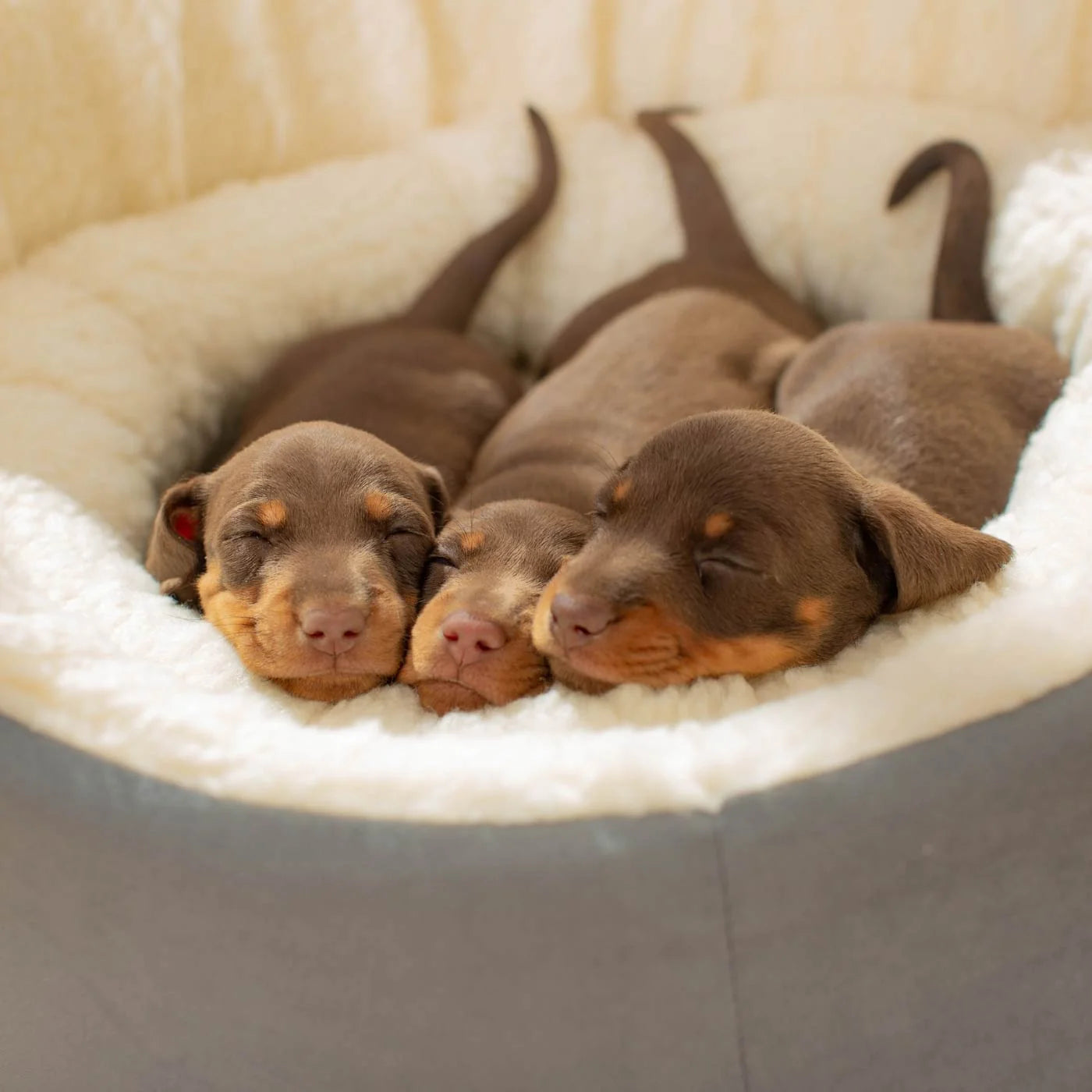 Grow With Me Puppy Bed in Grey