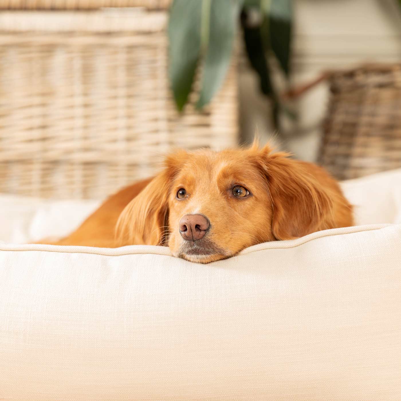 Box Bed For Dogs in Savanna