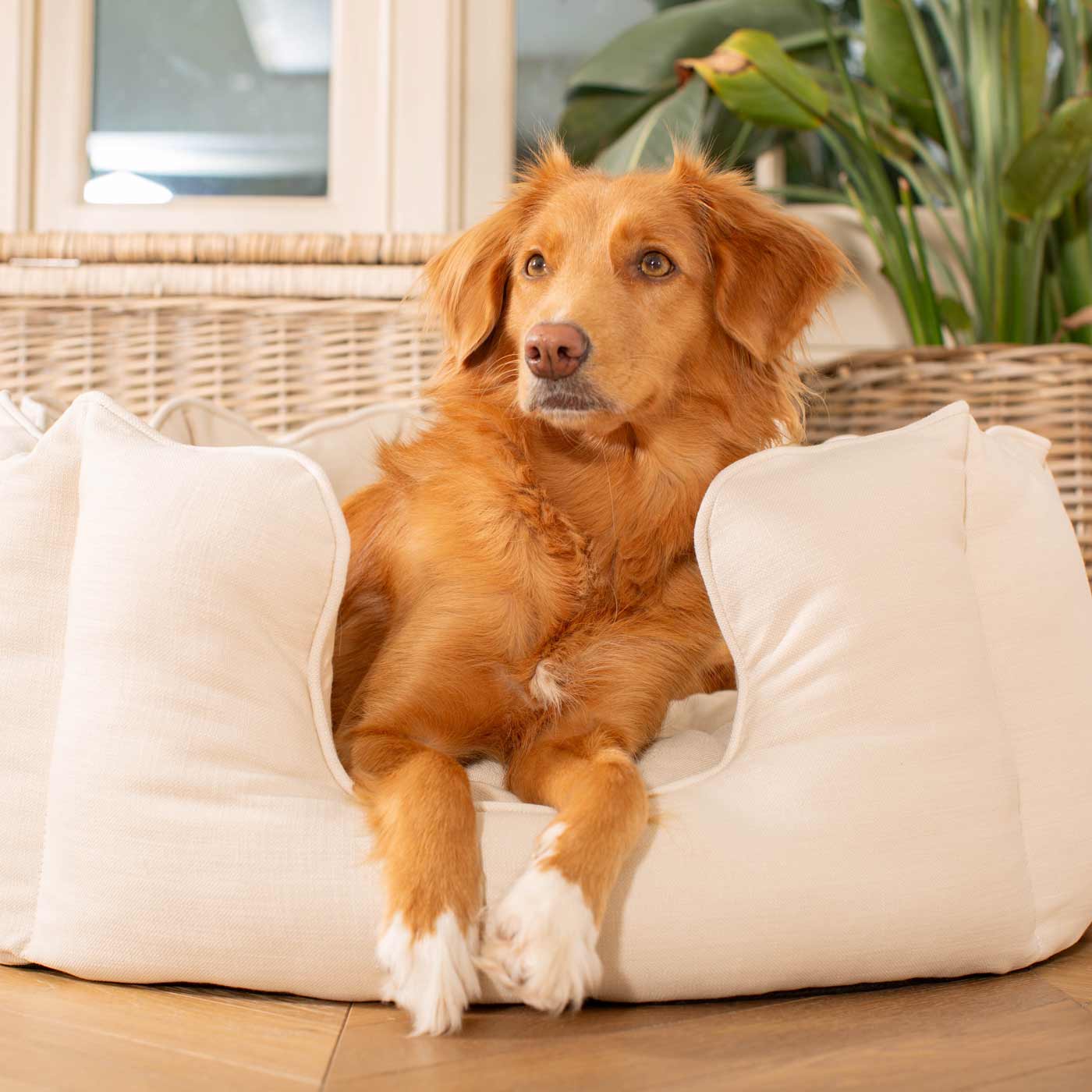 High Wall Bed For Dogs in Savanna