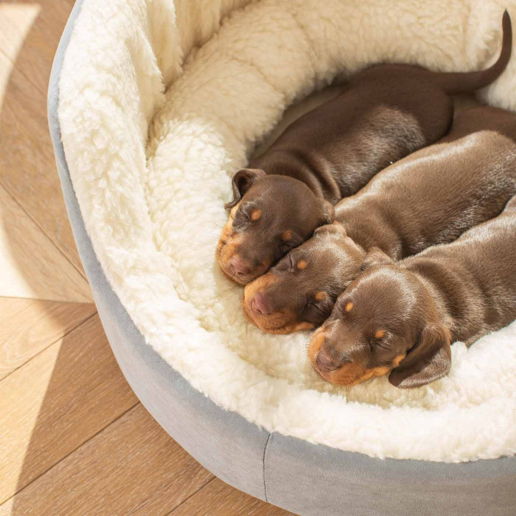 Grow With Me Puppy Bed in Grey