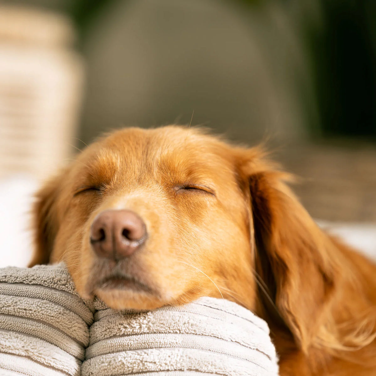 High Wall Bed For Dogs in Essentials Plush