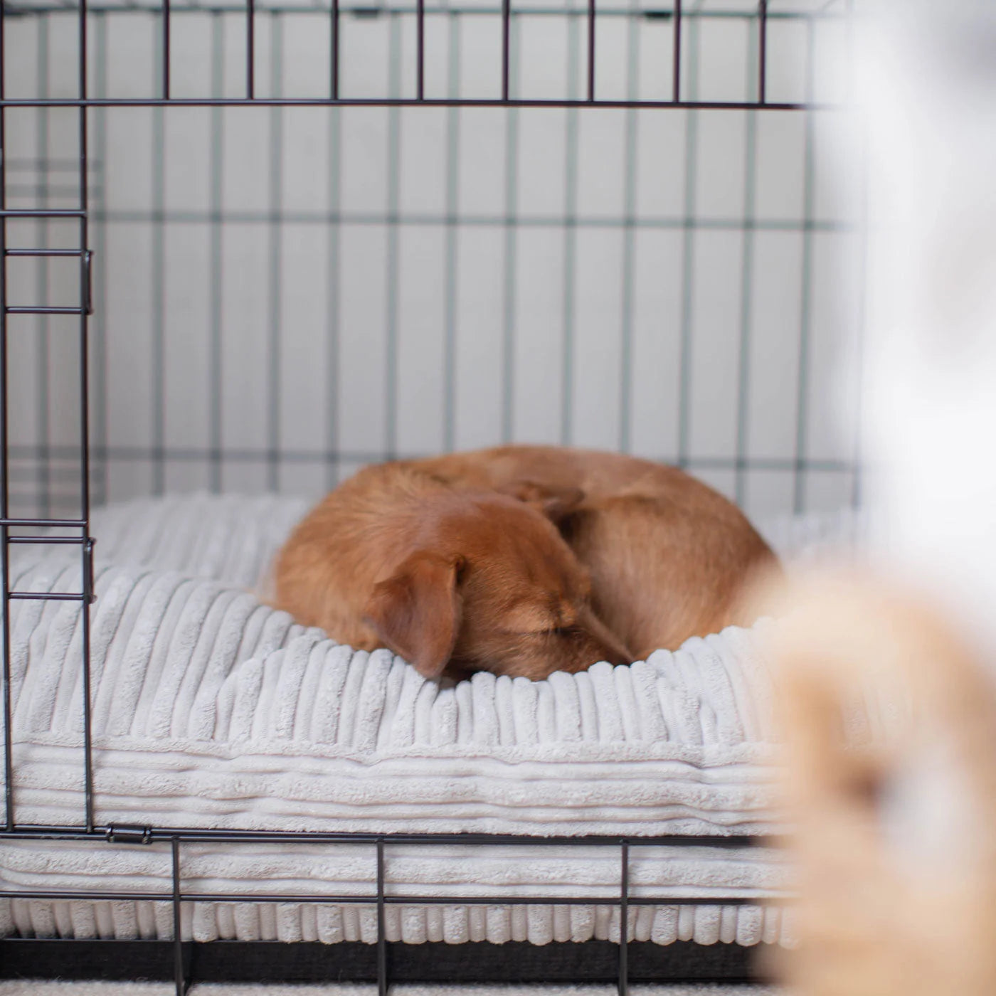 Dog Cushion in Light Grey Essentials