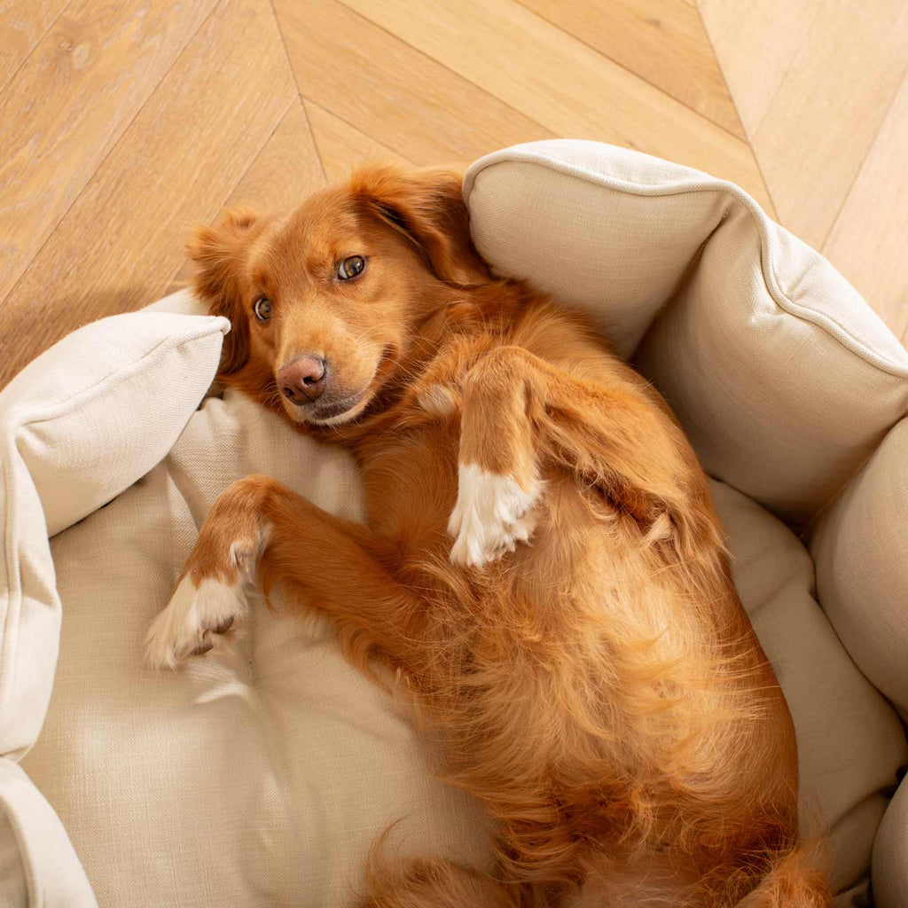 High Wall Bed For Dogs in Savanna