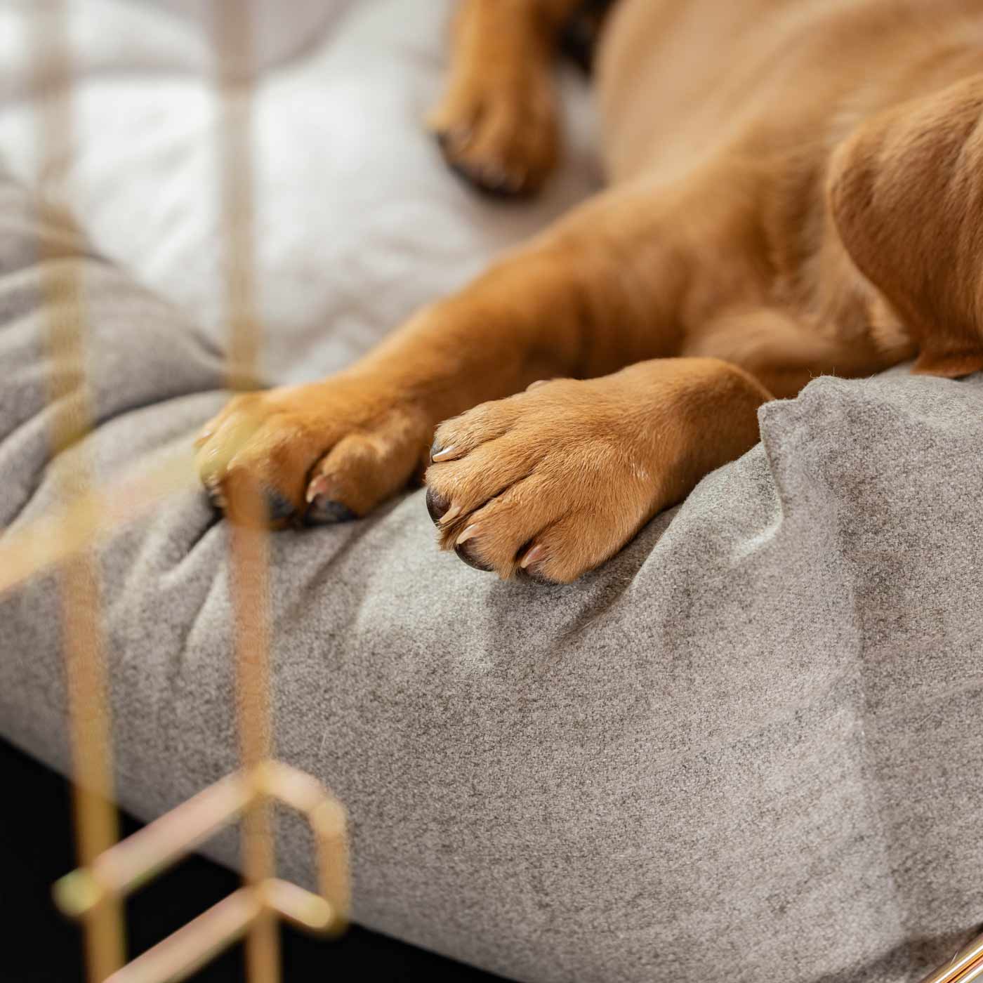 Cozy & Calming Puppy Cage Bed In Inchmurrin Ground