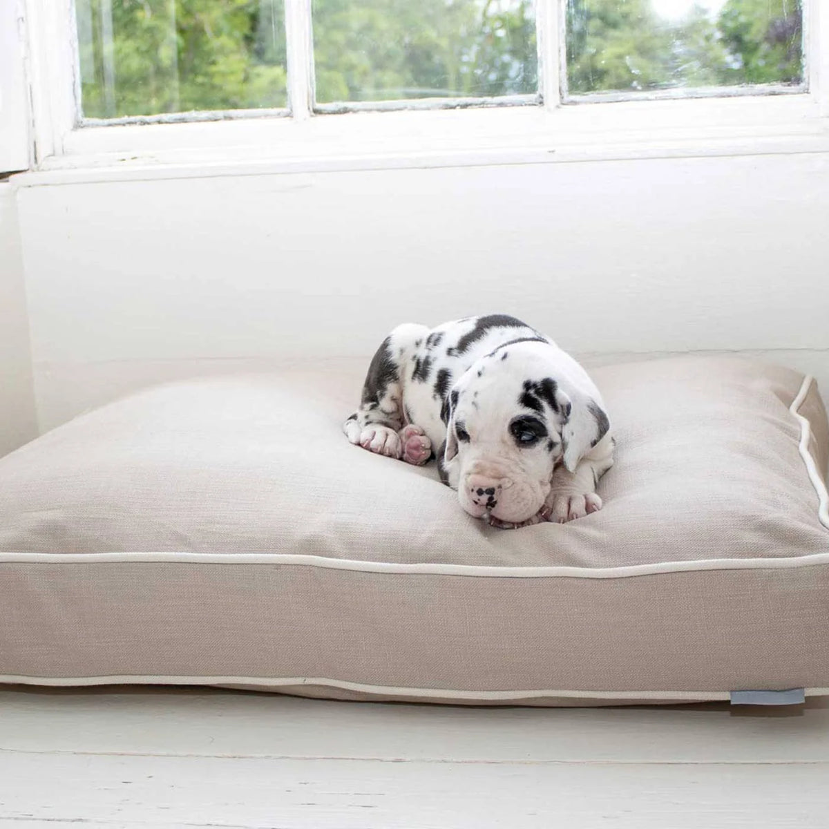 Dog Cushion in Savanna Oatmeal