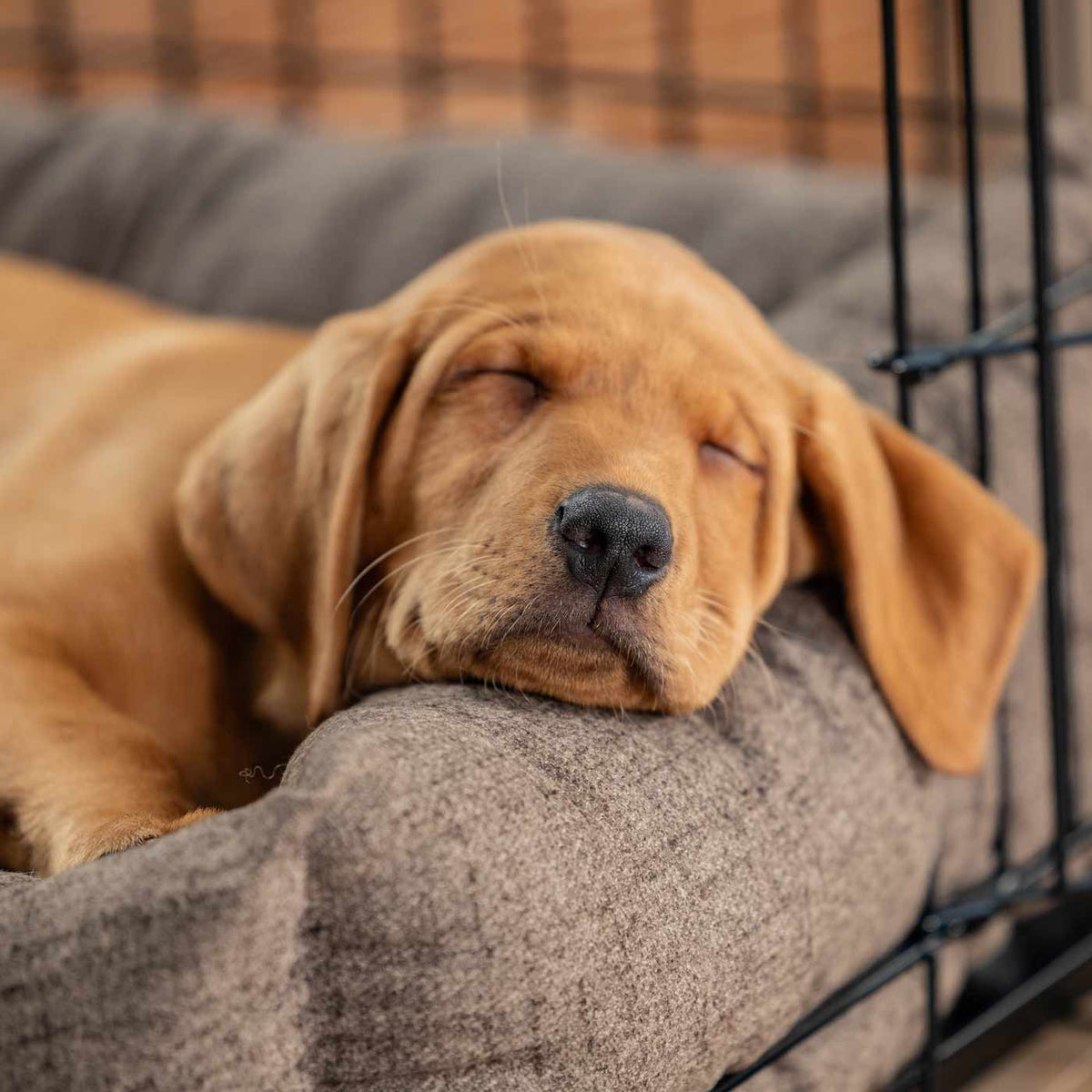 Cozy & Calming Puppy Cage Bed In Inchmurrin Umber