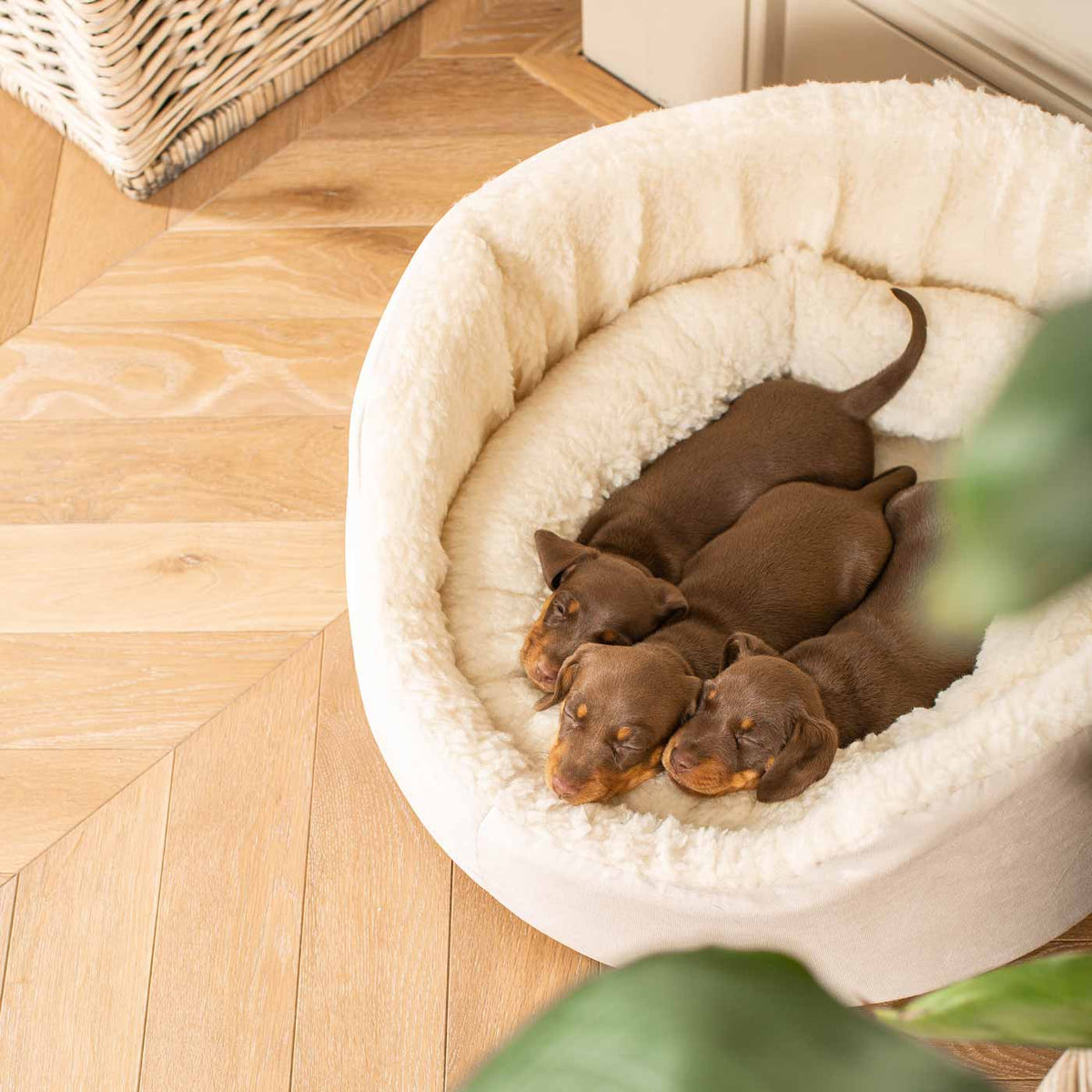 Grow With Me Puppy Bed in Cream