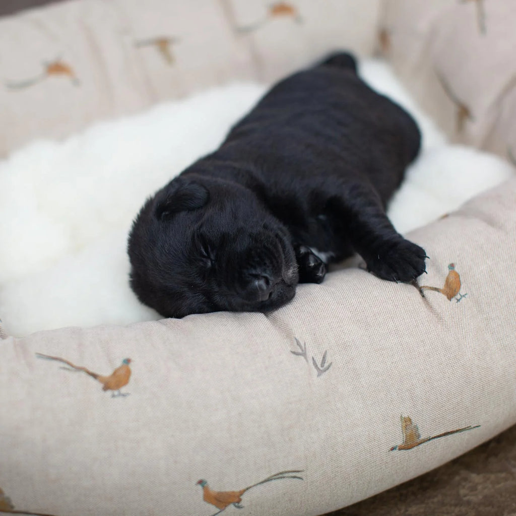 Box Bed For Dogs in Woodlands