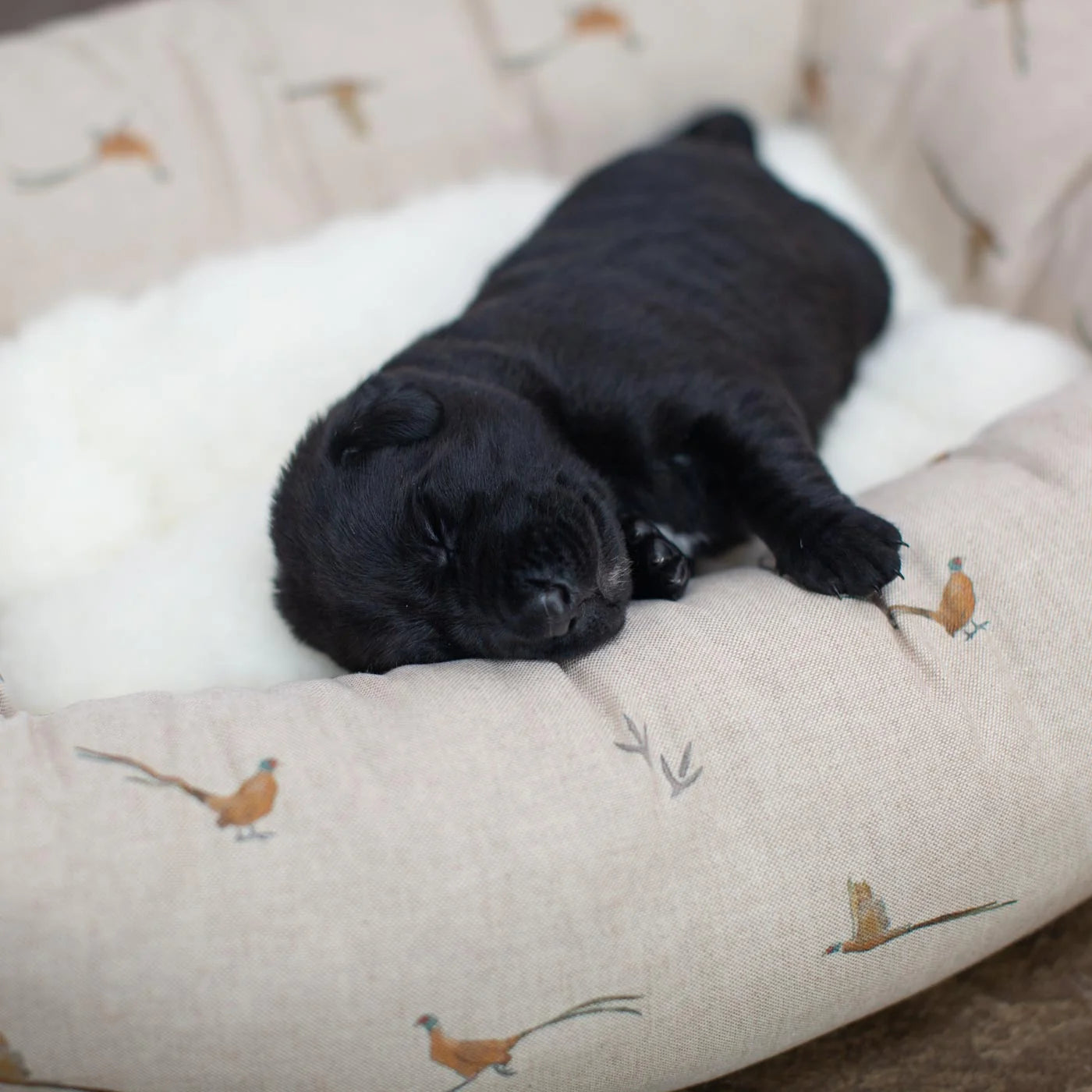 Box Bed For Dogs in Woodlands